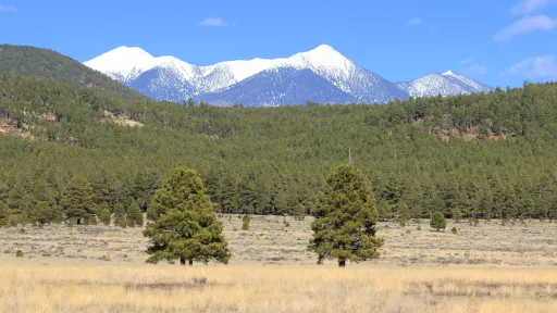 Photo of several snow-capped peaks in the distance, with a pale field of dry grass in the foreground and a forest of Ponderosa pines in between.