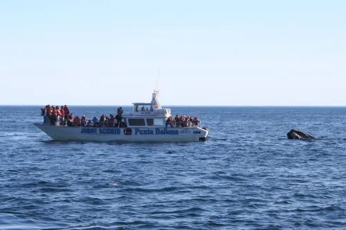 A group of whale watchers on a boat called the "Punta Ballena" look to the right as a whale breaches the surface.