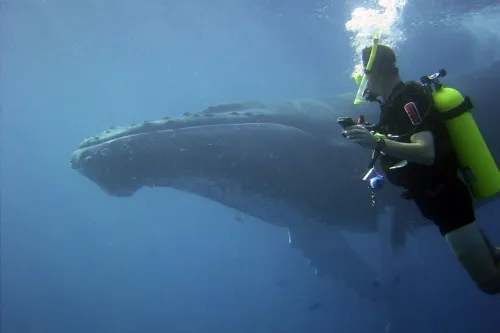A side-view image of a diver with a humpback whale in the background.