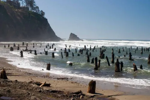 Image of forest that sunk into the ocean after a megathrust earthquake.