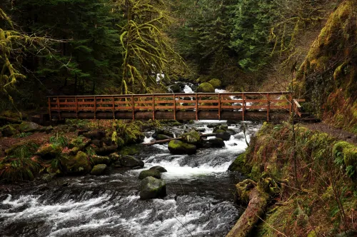 a wooden bride spans a rushing stream containing boulders, mossy green plants cover the banks