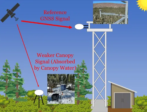 Cartoon showing one GNSS antenna situated amongst plants and another antenna mounted to a tower above the vegetation.